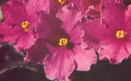 African Violet Society of
