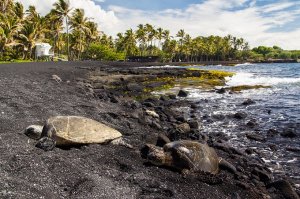 Черепахи на черном песке пляжа Пуналуу на Гавайях